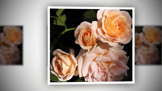 Rose GEISHA (Гейша роза)