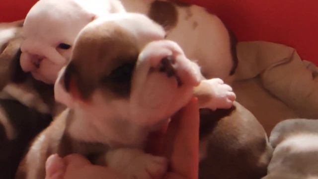 Щенки английского бульдога на продажу 2 мальчика и 5 девочек, цены разные смотреть онлайн