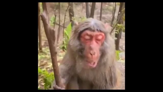 Гайд на 5 поз няшу смотреть онлайн