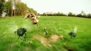 божья коровка против мух