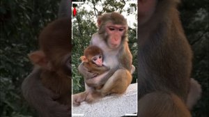 The Best of Monkey Videos - A Funny Eating Monkeys Compilation Ep165