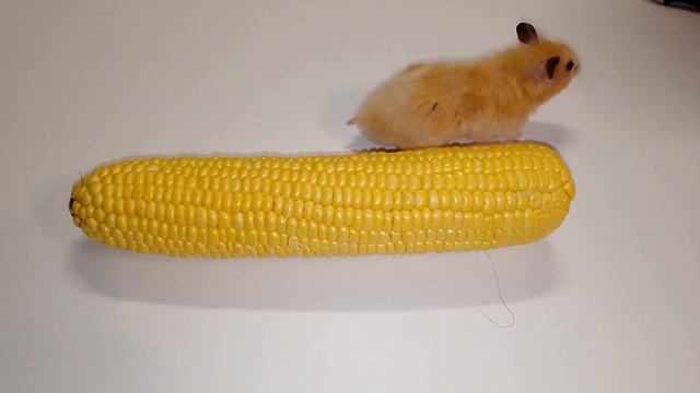 ХОМЯЧКИ УБЕГАЮТ ОТ КУКУРУЗЫ........................... смотреть онлайн