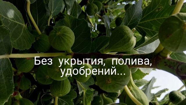 Фиолетовый инжир. Супер сорт! Нет полива, удобрений, укрытия инжира. Брунсвик, Черный Принц Крымски смотреть онлайн