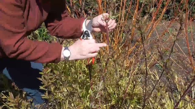 Pruning Cornus Alba 'Kesselringii'