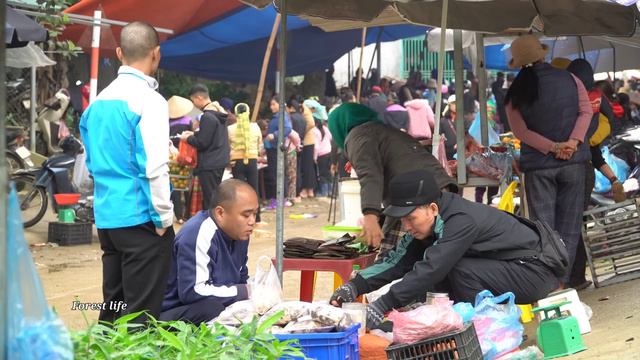 Harvest Season, Harvest Tangerines, Go To The Market To Sell, Forest Life