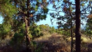 Почему нельзя сажать сосну возле дома: 3 главные причины