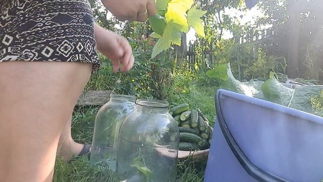 ✅Огурцы как бочковые ?// Погода радует ?