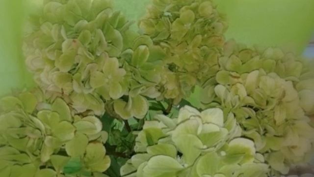 КАК обманывают при продаже САЖЕНЦЕВ/Гортензия Мохито/Мой опыт/ Сезон 2020 года. смотреть онлайн