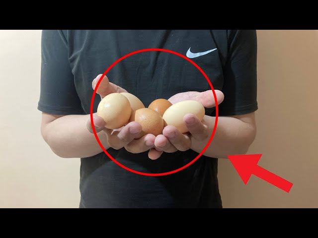 Гнездо для кур с яйцесборником своими руками