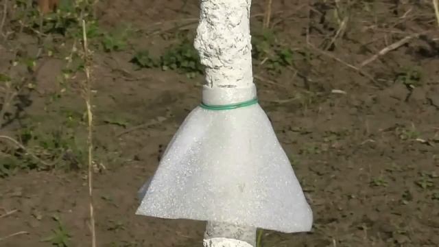 5 правил установки защитного конуса (ловчего пояса) для деревьев смотреть онлайн