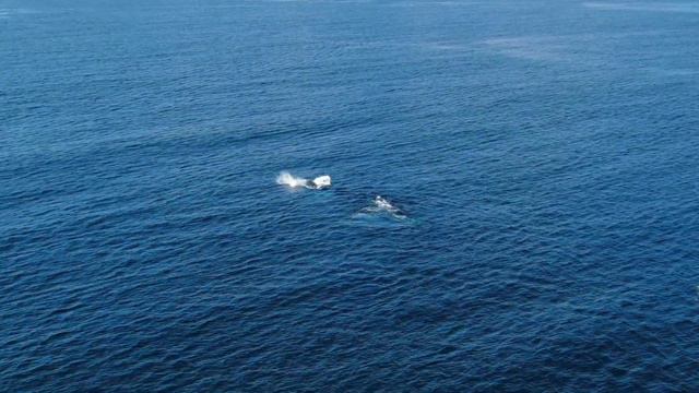 Киты в Доминикане Whales in the Dominican Republic ballena смотреть онлайн