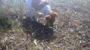 Джек рассел терьер против ужа | Jack Russell Terrier vs. snake