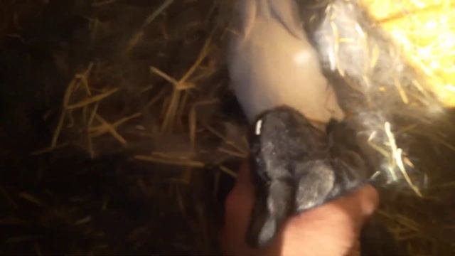 КРОЛИКИ.СОДЕРЖАНИЕ. кого родила ризен голд,кролики альбиносы смотреть онлайн