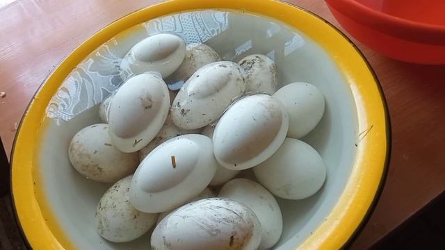 Первый день инкубации гусиных яиц в коробке. Зачем я это делаю? Чтобы вылупились? здоровые птенчики смотреть онлайн