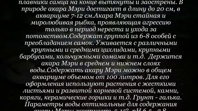 Аквариумная рыбка Акара Мэри смотреть онлайн