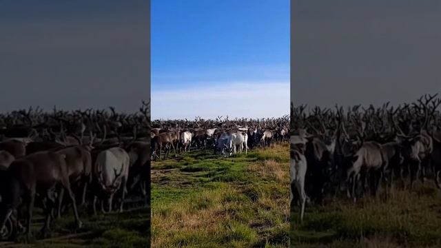 Стадо северных домашних оленей пасётся смотреть онлайн