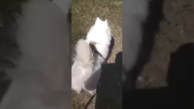 Лаша на прогулке в клинике.😂 смотреть онлайн