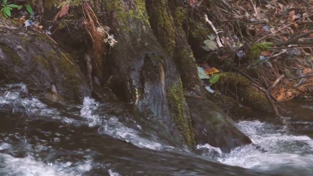 «Анюйский национальный парк. Осень» | Северный ареал обитания амурского тигра смотреть онлайн