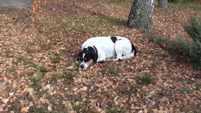 Помогите опознать породу и возраст смотреть онлайн
