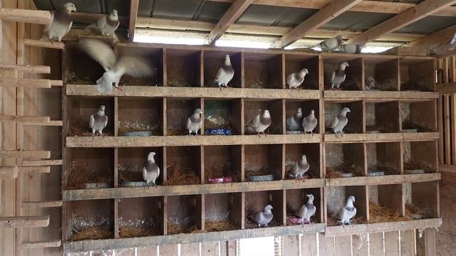 Heitzman Sions-NO SWEAT Lofts: RACING PIGEONS