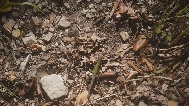 Мотопутешествие на море. Из Питера в Сочи. Honda CB400 Four NC36 смотреть онлайн