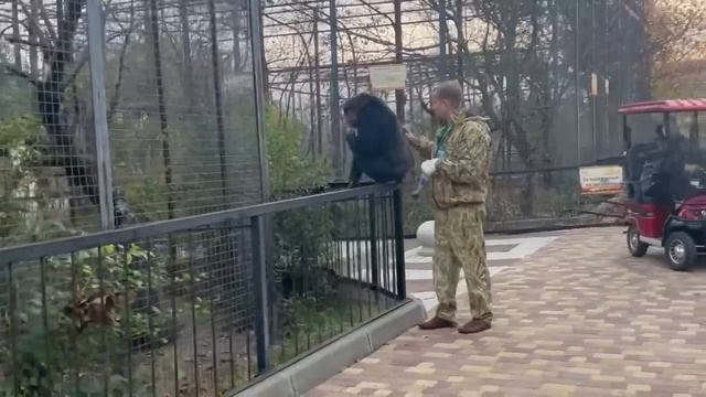 Вы ДОЛЖНЫ УВИДЕТЬ это видео! Вот так Олег Зубков не усыпляя переводит в вольер НЕ РУЧНЫХ ШИМПАНЗЕ!! смотреть онлайн