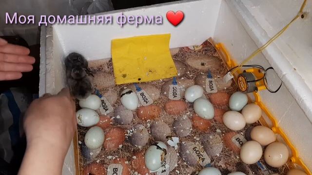 Амераукан Львівський ?#22й день инкубации пасхальных яиц?#Упала влажность в инкубаторе? смотреть онлайн