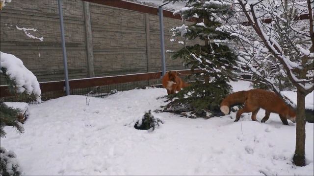 Red Foxes Playing in the Snow смотреть онлайн