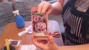 Примула из семян. Примула садовая и комнатная выращивание