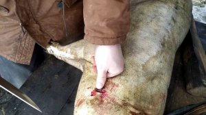 Как резать поросенка