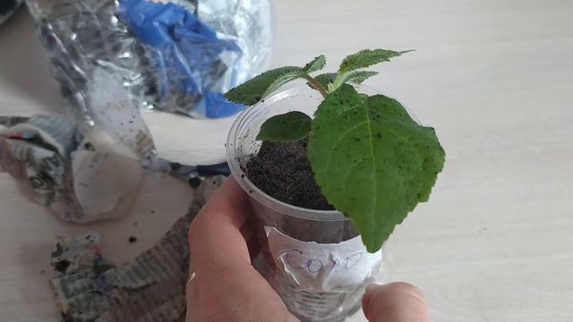 Саженцы КЛЮКВЫ садовой и плодоносящее КИВИ ждут высадки в грунт. garden cranberry смотреть онлайн