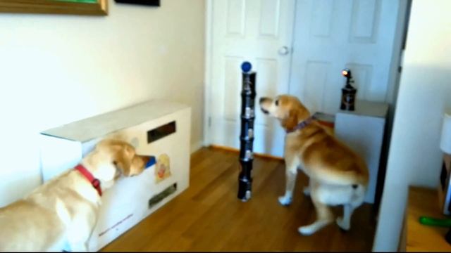 Dog Test of Character : Albert & Delta's Simple Lab Tests смотреть онлайн