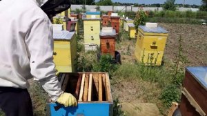 Двухматочное содержание пчёл в многокорпусных ульях