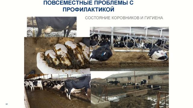 Онлайн-трансляция 2-го дня Конференции "Продуктивное долголетие коров 7.0" смотреть онлайн