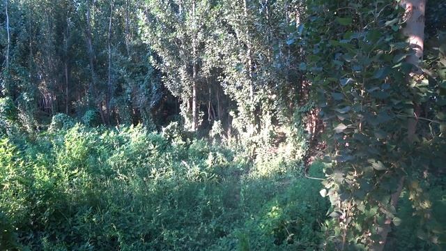 Полванкул кишлоги, Андижан вилояти, Узбекистан, утро 27.06.2022 г смотреть онлайн