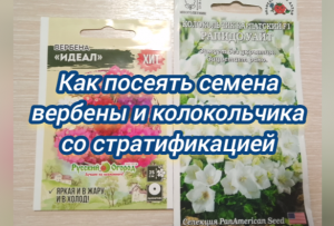 Как посеять семена вербены и колокольчика со стратификацией