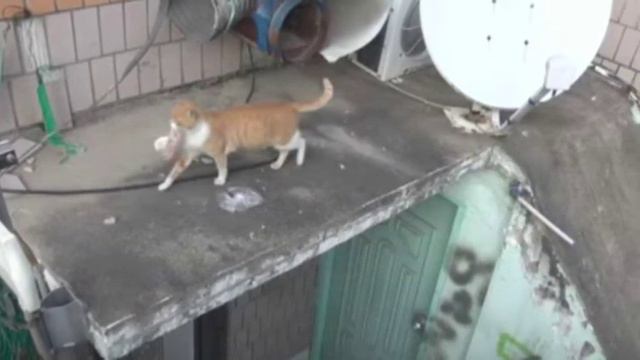 Бродячая кошка берет еду только в пакете. Когда узнали причину, все были поражены! смотреть онлайн