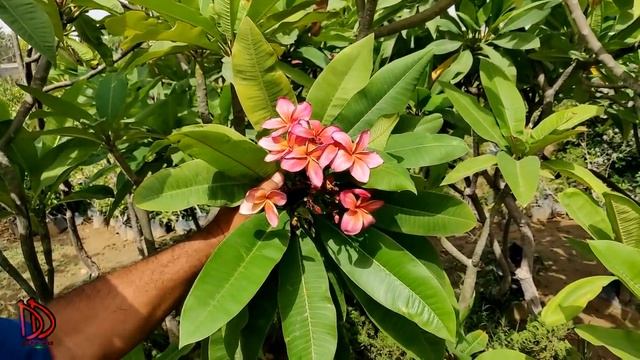PLUMERIA / चंपा   Grafting Propagation / Frangipani CARE | FEEDING