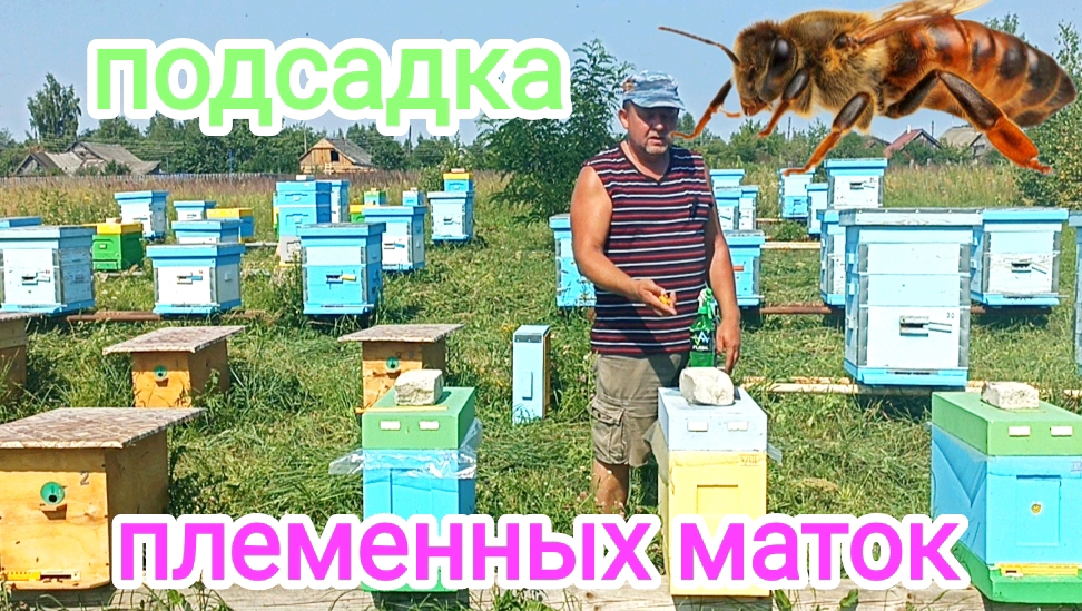 Племенные матки Карника! ПЧЕЛОВОДСТВО! смотреть онлайн