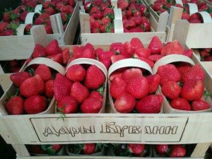 короткий обзор сортов клубники мальга и кабрило