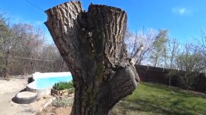 Как удалить дерево с участка