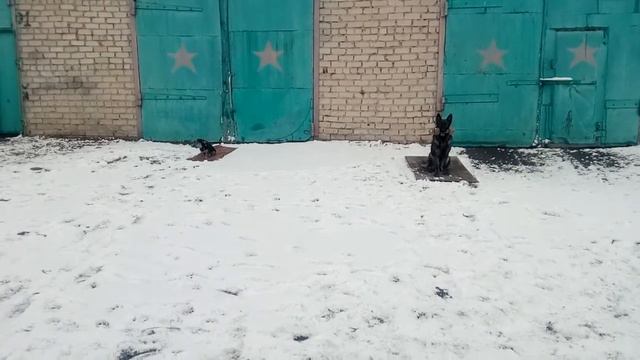 Разминка спортивных собак в начале урока. смотреть онлайн