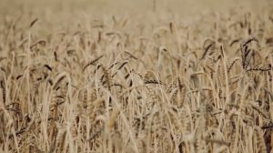 Ансамбль Веселуха (г.Новосибирск)_Заходите, мужики!