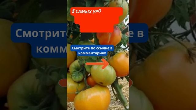 Всего 1 Стакан Кефира Спасёт Смородину от Мучнистой Росы! #shorts смотреть онлайн