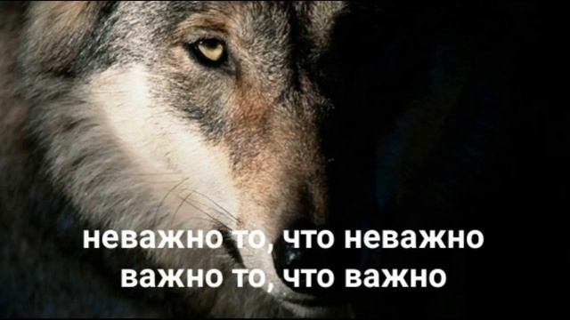 НОВЫЕ ЦИТАТЫ ВОЛКА ИЗ ТИКТОК смотреть онлайн