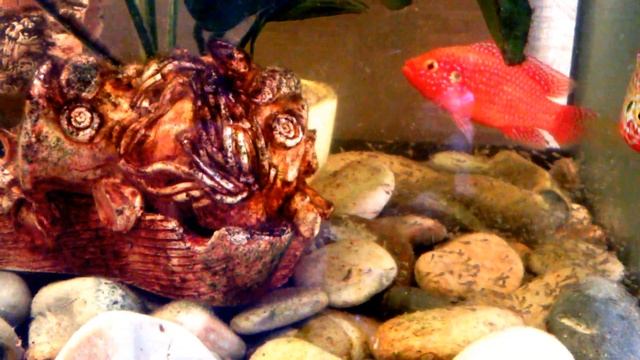 Хромис красный неоновый смотреть онлайн