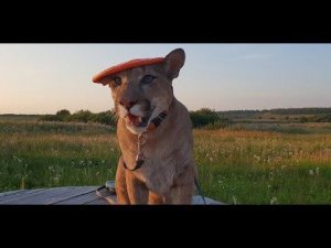 Пума без поводка играет в фрисби! Puma off-leash playing Frisbee!