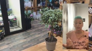 Фикус Нина с переплетенным столом | Красивый пестролистный фикус