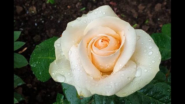 Кайсын Кулиев Судьба, прошу, не пожалей добра #стихиолюбви #поэты20века #балкарскийпоэт смотреть онлайн