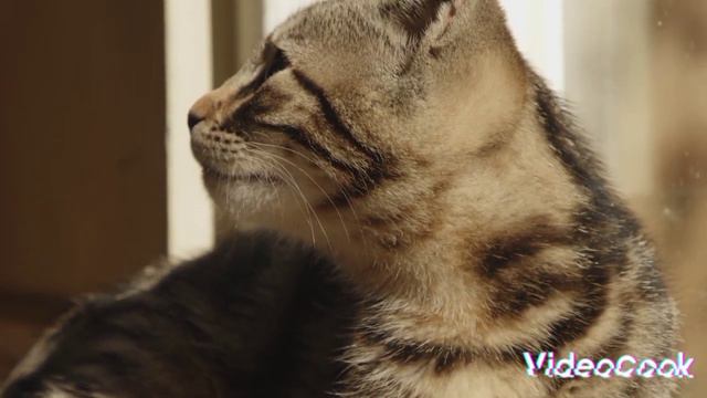 Мяуканье кошек #звукиприроды #мяуканье #звери